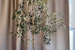 Indoor Olive Tree