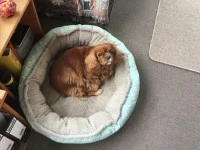 12 year old female Cavalier King Charles Spaniel