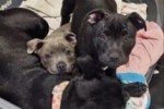 3.5 month old staffy puppy