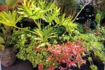 Heavy Duty Pot/Planter with Assorted Plants Inside, Cocktail glasses