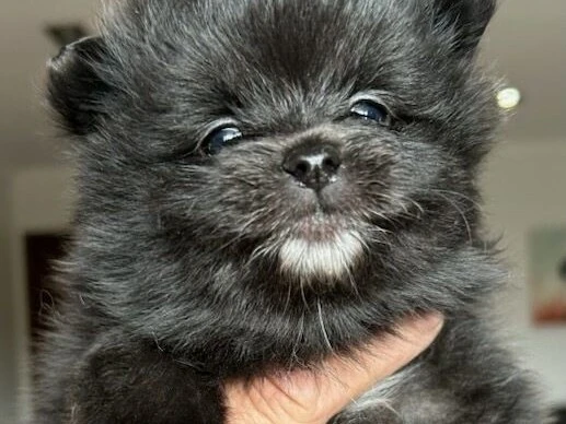 8 week Pomeranian puppy