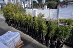 63 medium trees