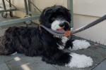 9 month old Tibetan Terrier