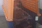 Plastic dog crate filled with items