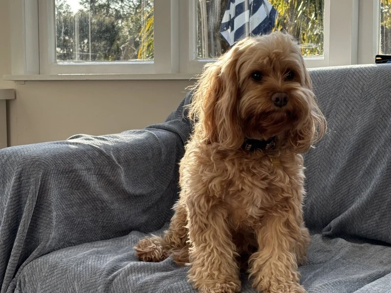 3 year old cavoodle