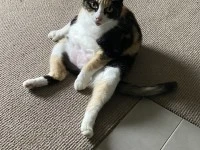 2 x short haired cats both 11 years old