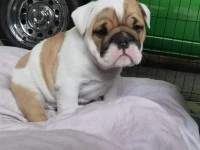 6 weeks old british bulldog