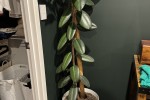 1 bedroom house move