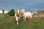 2x 1 year old goats
