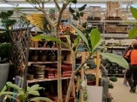 One frangipani plant in pot