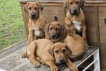 12 week Ridgeback Puppy