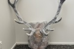 Mounted set of Deer Antlers