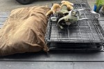 Dog Crates x2