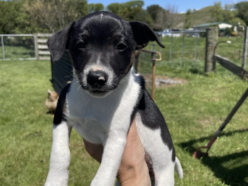 12 week Jack Russell puppy