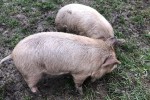 2 small piglets