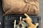 Dog Crates x2