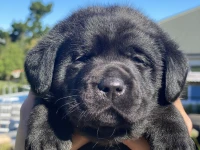 4 week old labrodor puppy