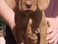 Vizsla puppy 9 weeks old