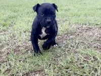 3month old staffy