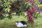 4 years old cat