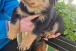 8 week old Rottweiler puppy