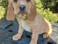 4-month-old Labrador puppy