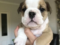 English Bulldog Puppy