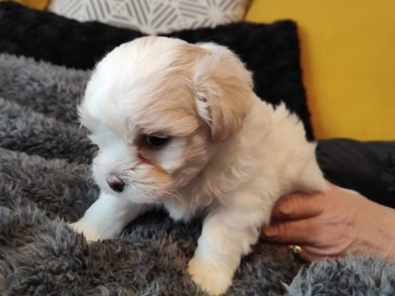 6 week old shih tzu maltese puppy