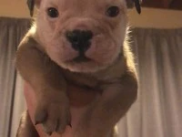 3month old British bulldog puppy