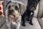 2 x mini schnauzer dogs. Poppy is 8 and Snoopy is 5, both girl dogs.