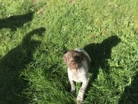 8 week old gsp puppy