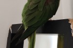 Parrot