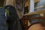 What Not, What Not, Display Cabinet, 3 Chairs, Stool, Oval Dining Tabl...