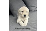 10 week Golden Doodle