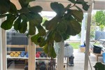 Fiddle Leaf Fig plants x 2