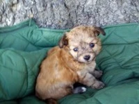 3 month toy poodle puppy