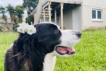 8 year old boer collie