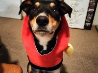 2 yr dog