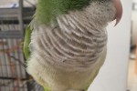Small parrots