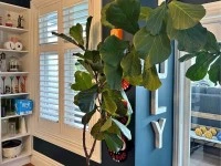 Fiddle Leaf Fig plants x 2