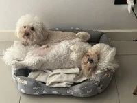 1 Toy poodle and 1 Bichon Frise