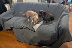 2 bedroom house move