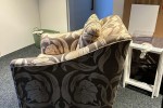 Lounge Chair 900mm high x 800mm wide seat By 800mm front to back., Lou...
