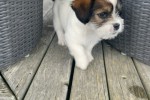 2 month old Shih Tzu Jack Russell cross.