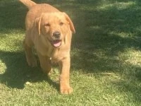 14 week old Labrador Puppy