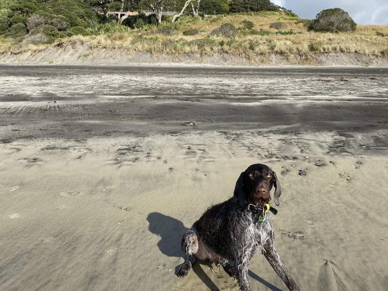 2.5 year old GSP called George