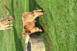 1 x highland mini calf 10 weeks old