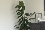 Plant (2), Office Desk, Office Shelves