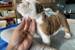 10 week old English Bulldog