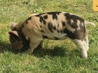 8 week old kune kune piglet pet